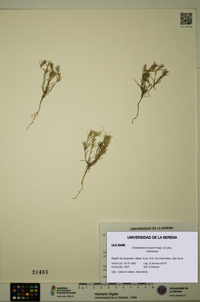 Chaetanthera incana [Espécimen: ULS:ULS:0020468]