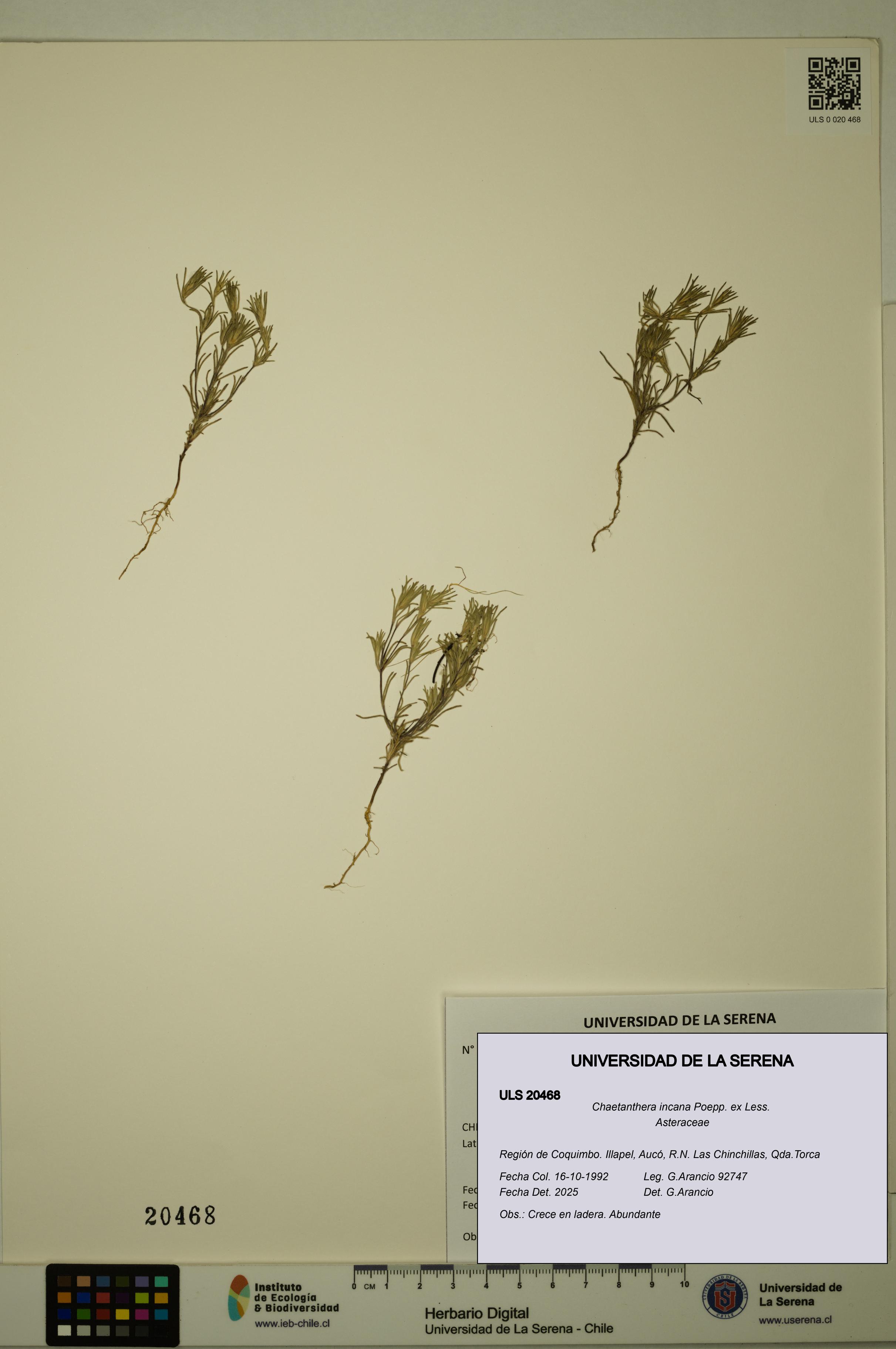 Chaetanthera incana [Espécimen: ULS:ULS:0020468]