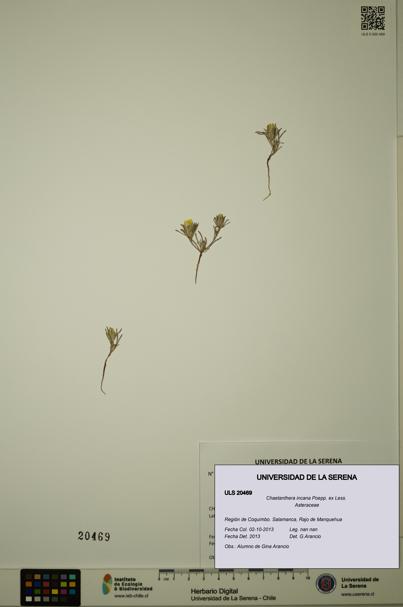 Chaetanthera incana [Espécimen: ULS:ULS:0020469]
