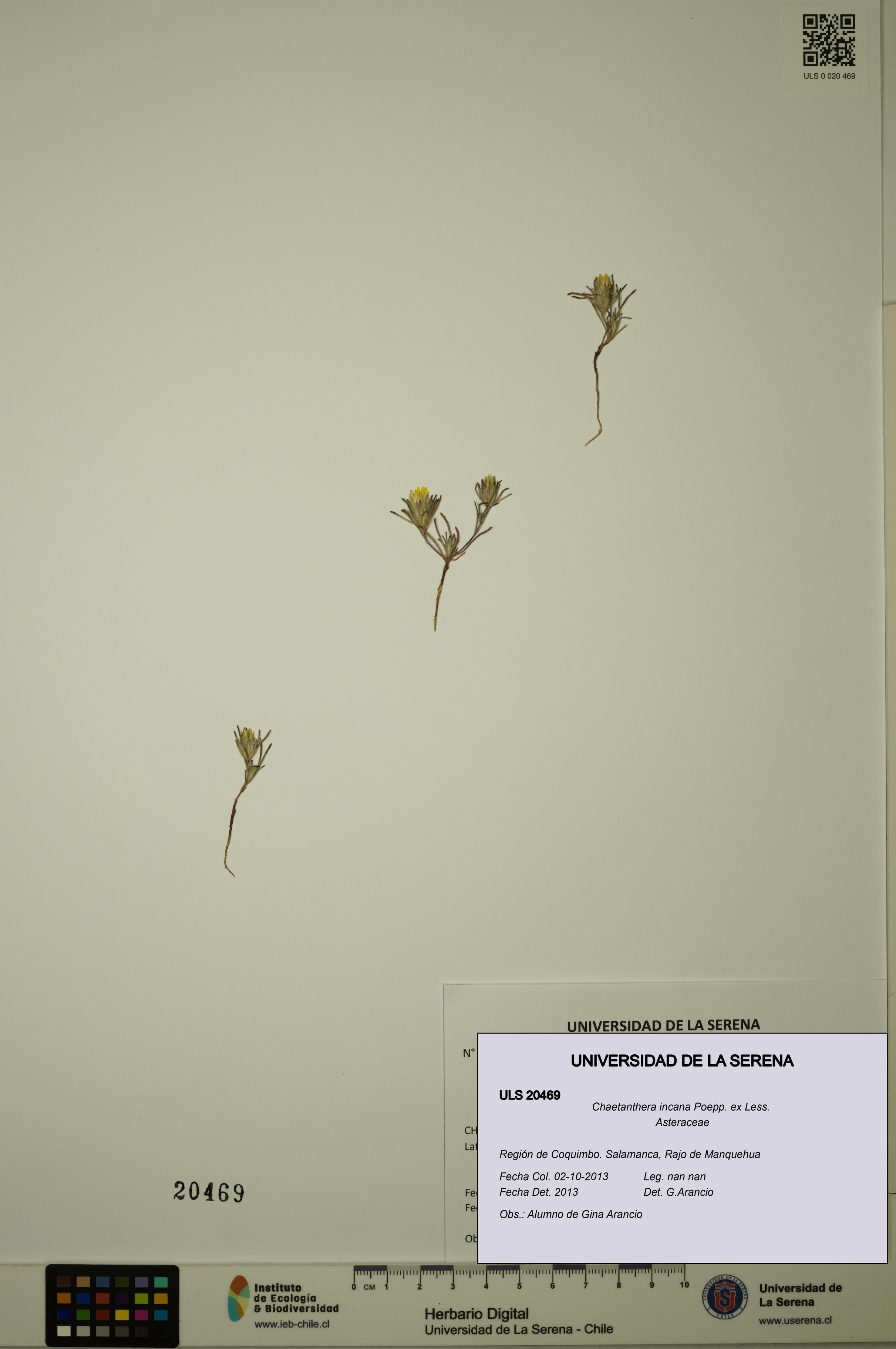 Chaetanthera incana [Espécimen: ULS:ULS:0020469]