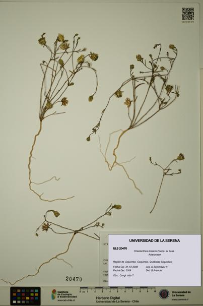 Chaetanthera linearis [Espécimen: ULS:ULS:0020470]