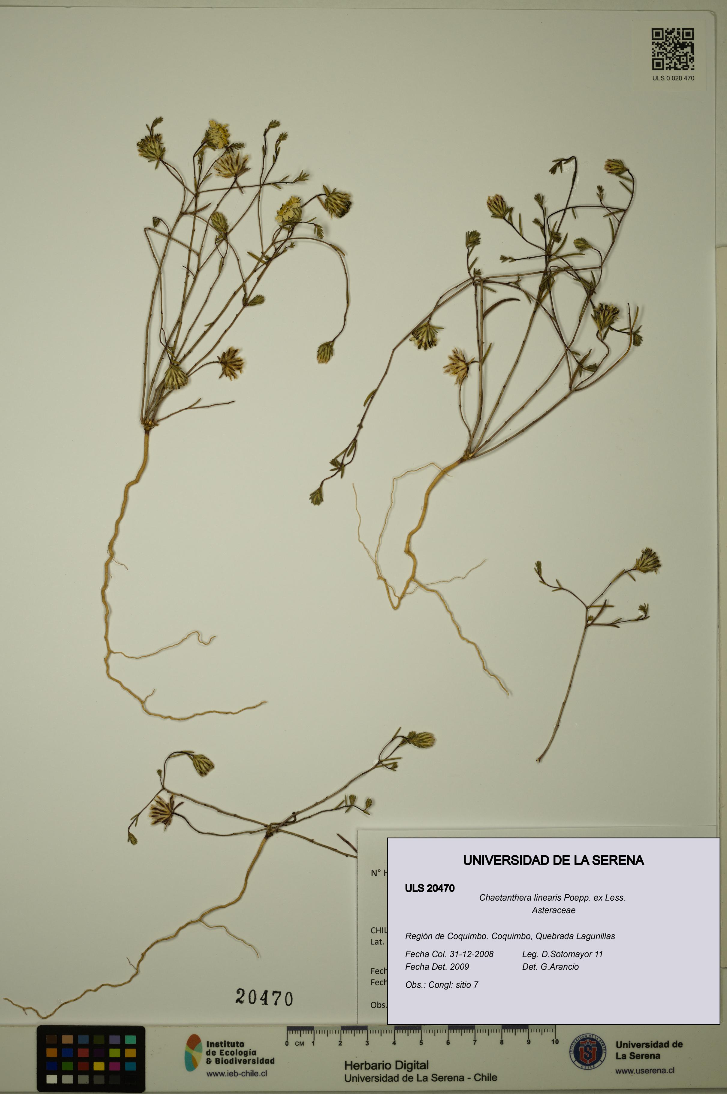 Chaetanthera linearis [Espécimen: ULS:ULS:0020470]