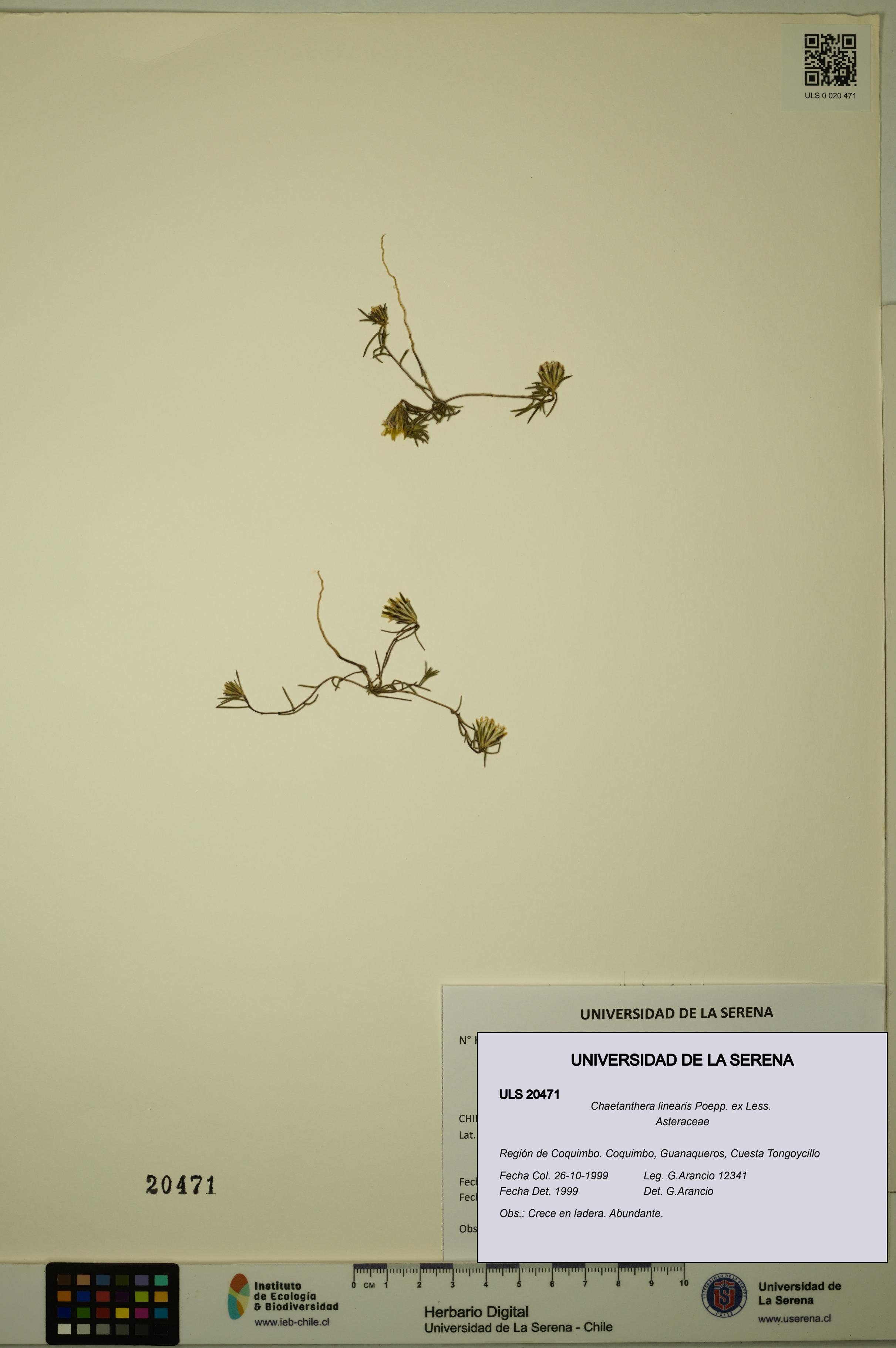 Chaetanthera linearis [Espécimen: ULS:ULS:0020471]
