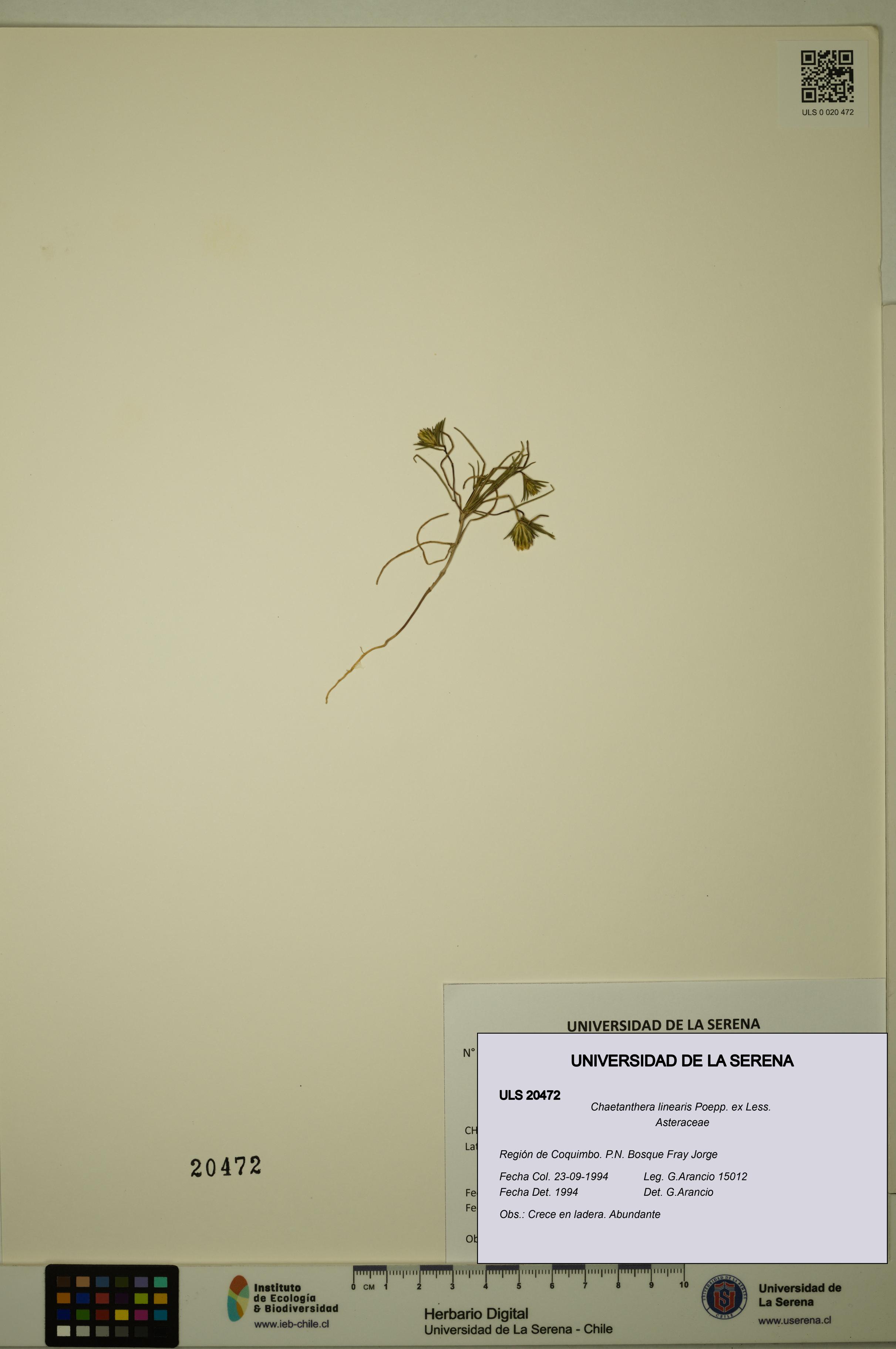 Chaetanthera linearis [Espécimen: ULS:ULS:0020472]