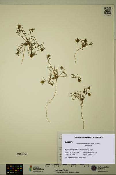 Chaetanthera linearis [Espécimen: ULS:ULS:0020473]