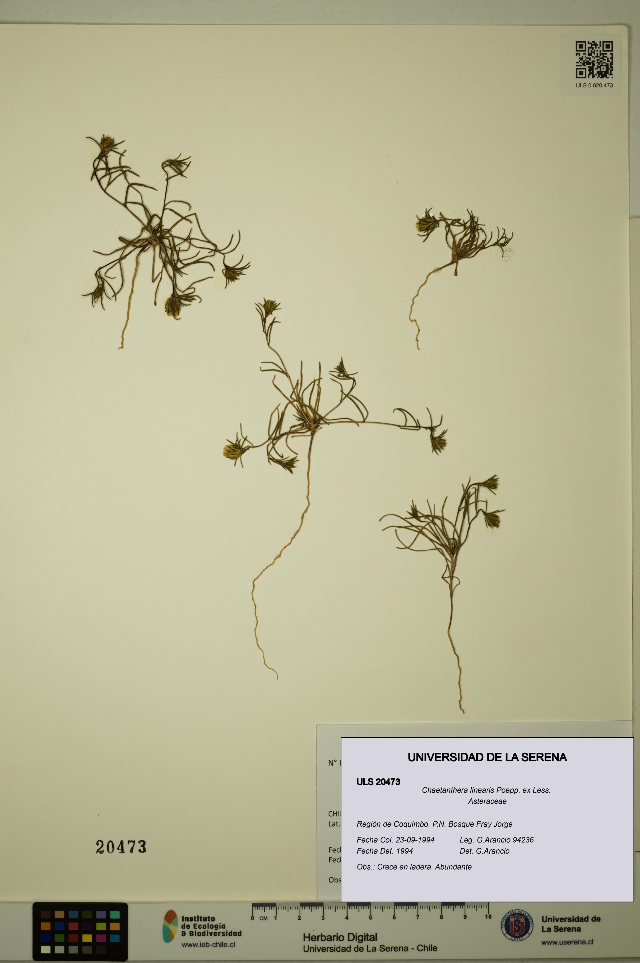 Chaetanthera linearis [Espécimen: ULS:ULS:0020473]