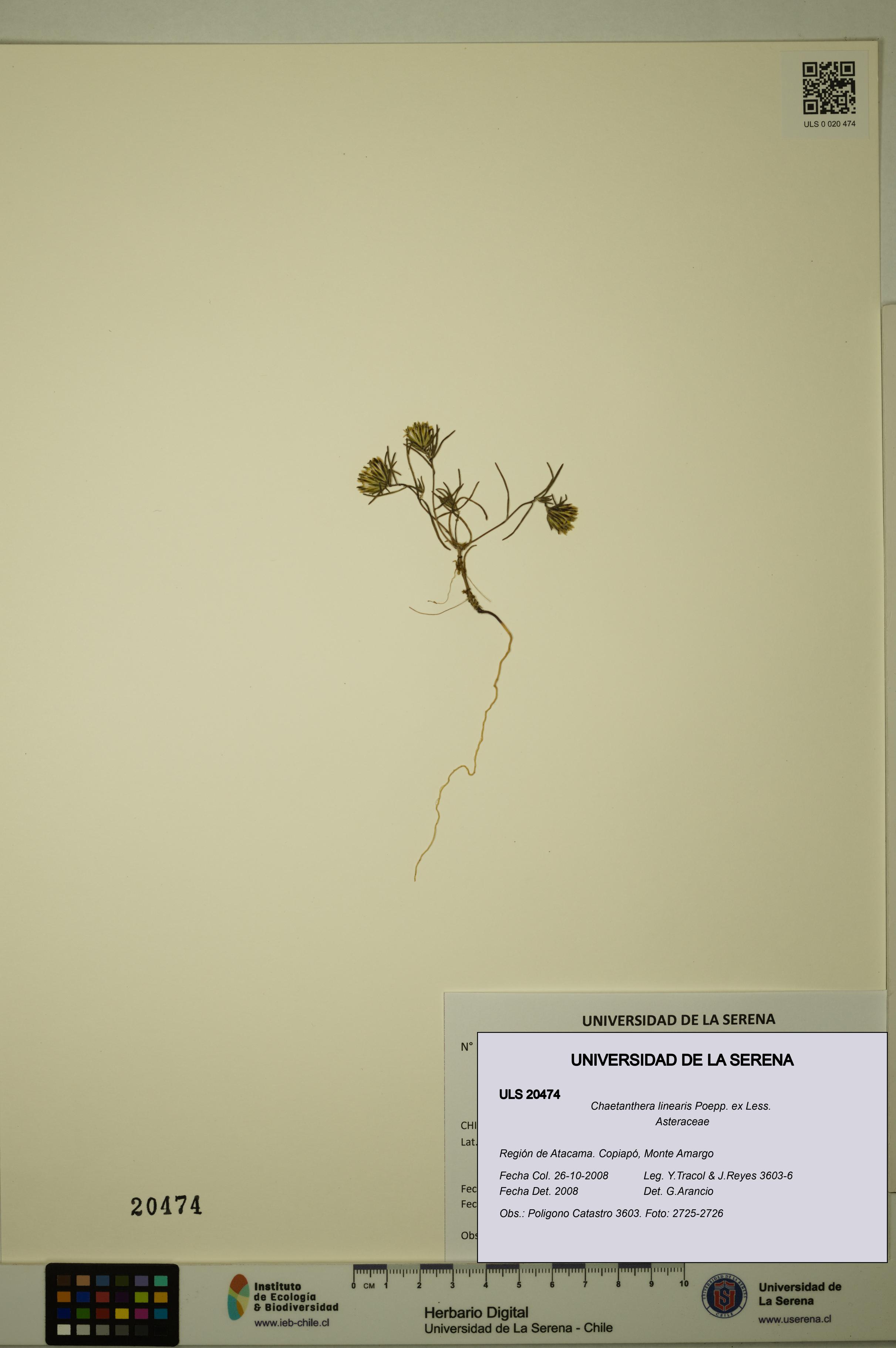 Chaetanthera linearis [Espécimen: ULS:ULS:0020474]