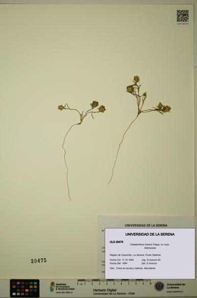 Chaetanthera linearis [Espécimen: ULS:ULS:0020475]