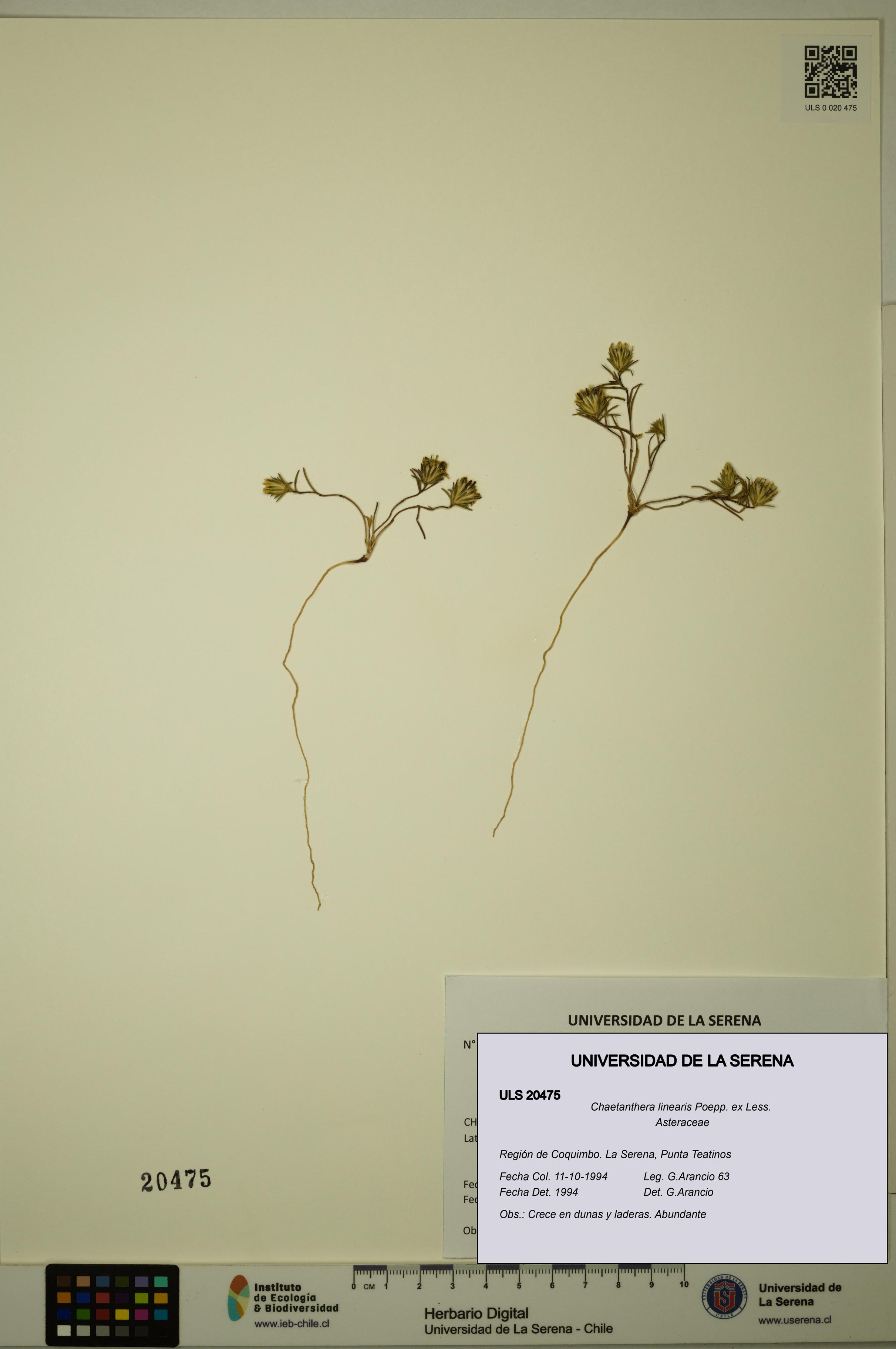 Chaetanthera linearis [Espécimen: ULS:ULS:0020475]