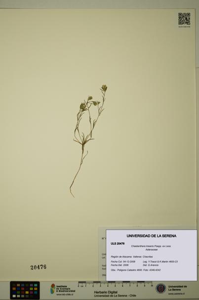 Chaetanthera linearis [Espécimen: ULS:ULS:0020476]