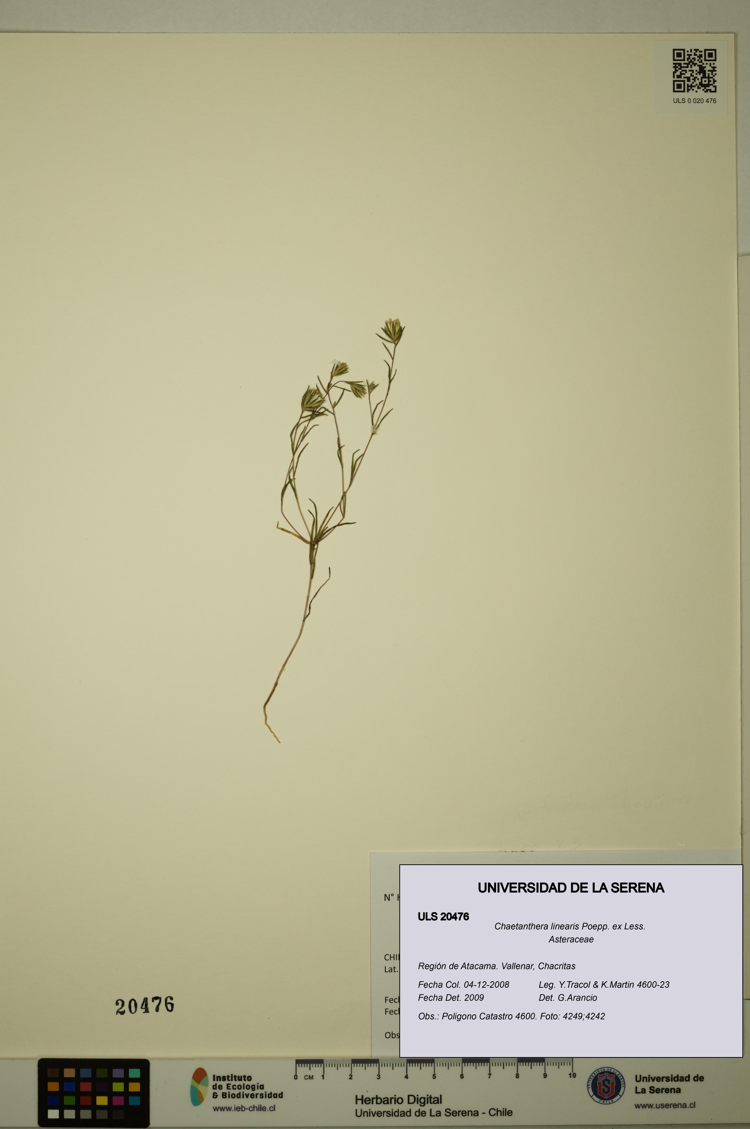 Chaetanthera linearis [Espécimen: ULS:ULS:0020476]