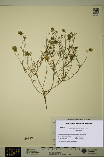 Chaetanthera linearis [Espécimen: ULS:ULS:0020477]