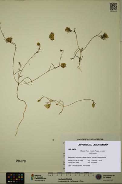 Chaetanthera linearis [Espécimen: ULS:ULS:0020478]