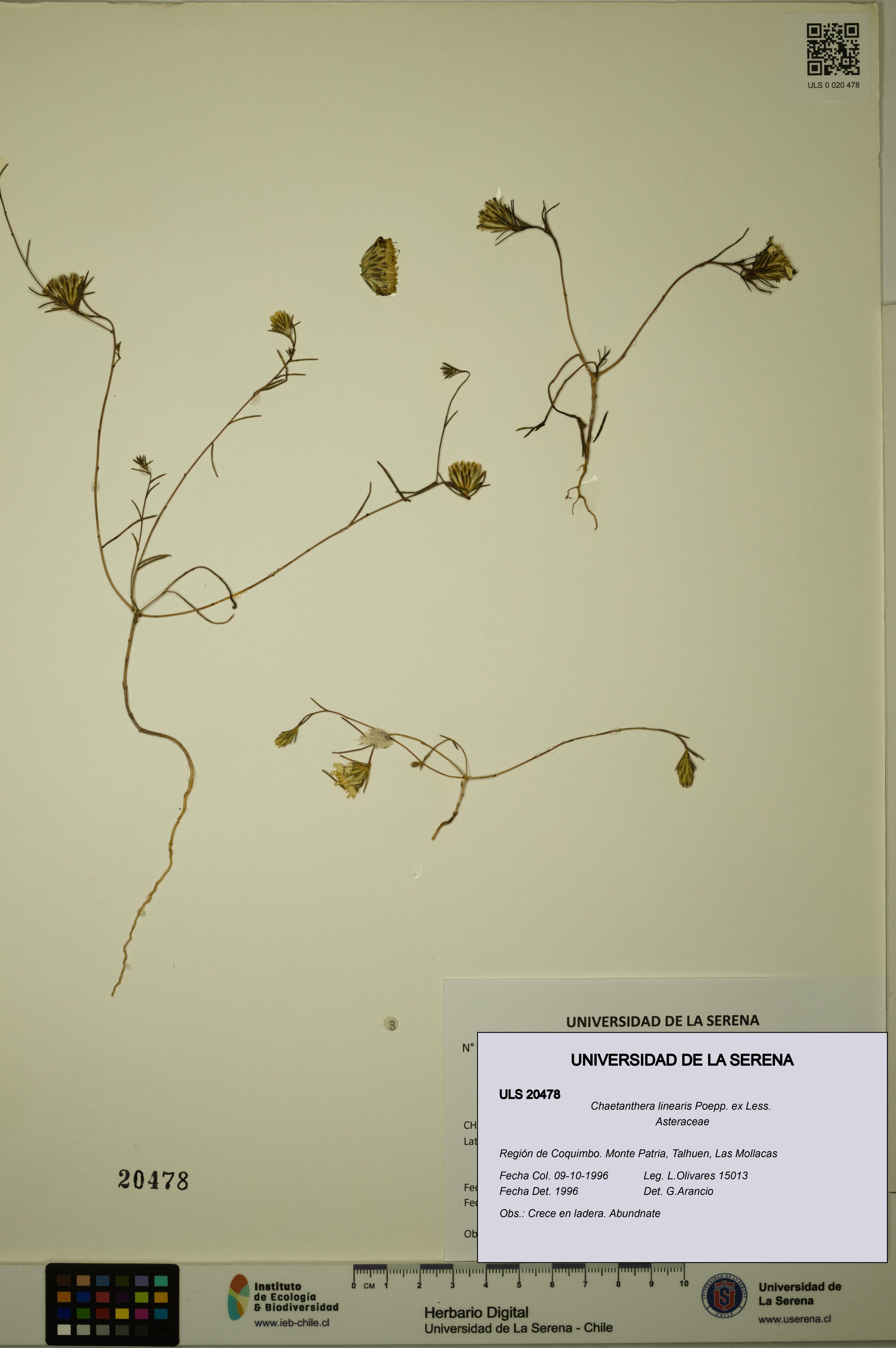 Chaetanthera linearis [Espécimen: ULS:ULS:0020478]