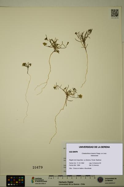 Chaetanthera linearis [Espécimen: ULS:ULS:0020479]