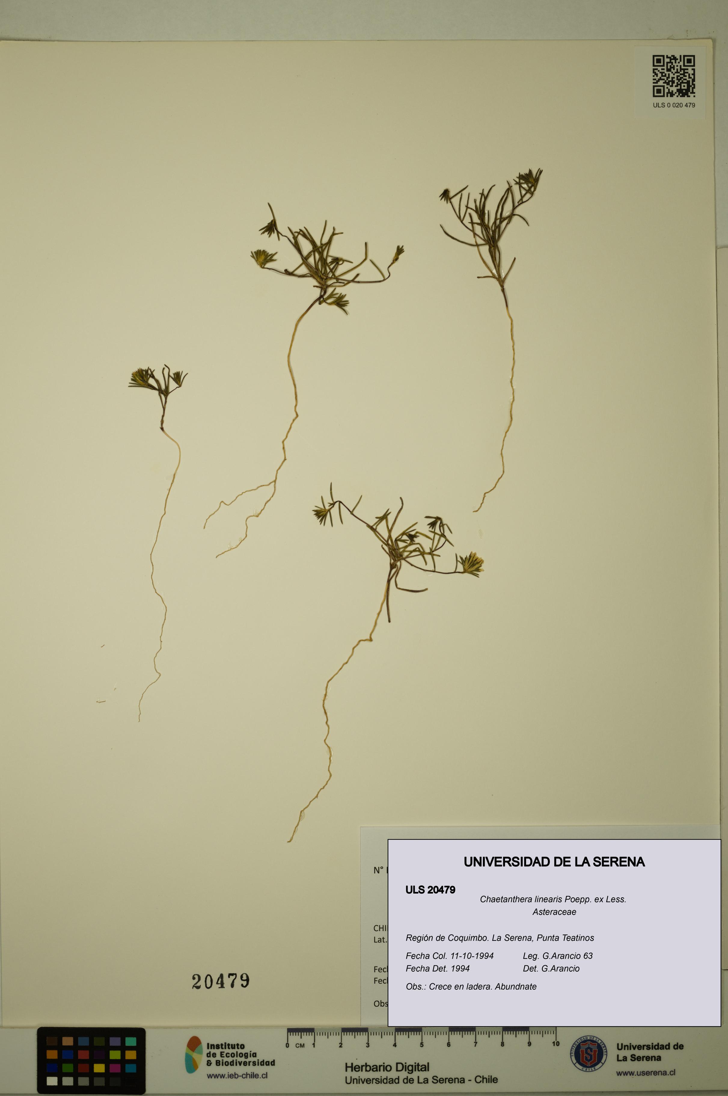Chaetanthera linearis [Espécimen: ULS:ULS:0020479]