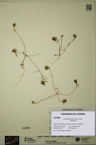 Chaetanthera linearis [Espécimen: ULS:ULS:0020480]