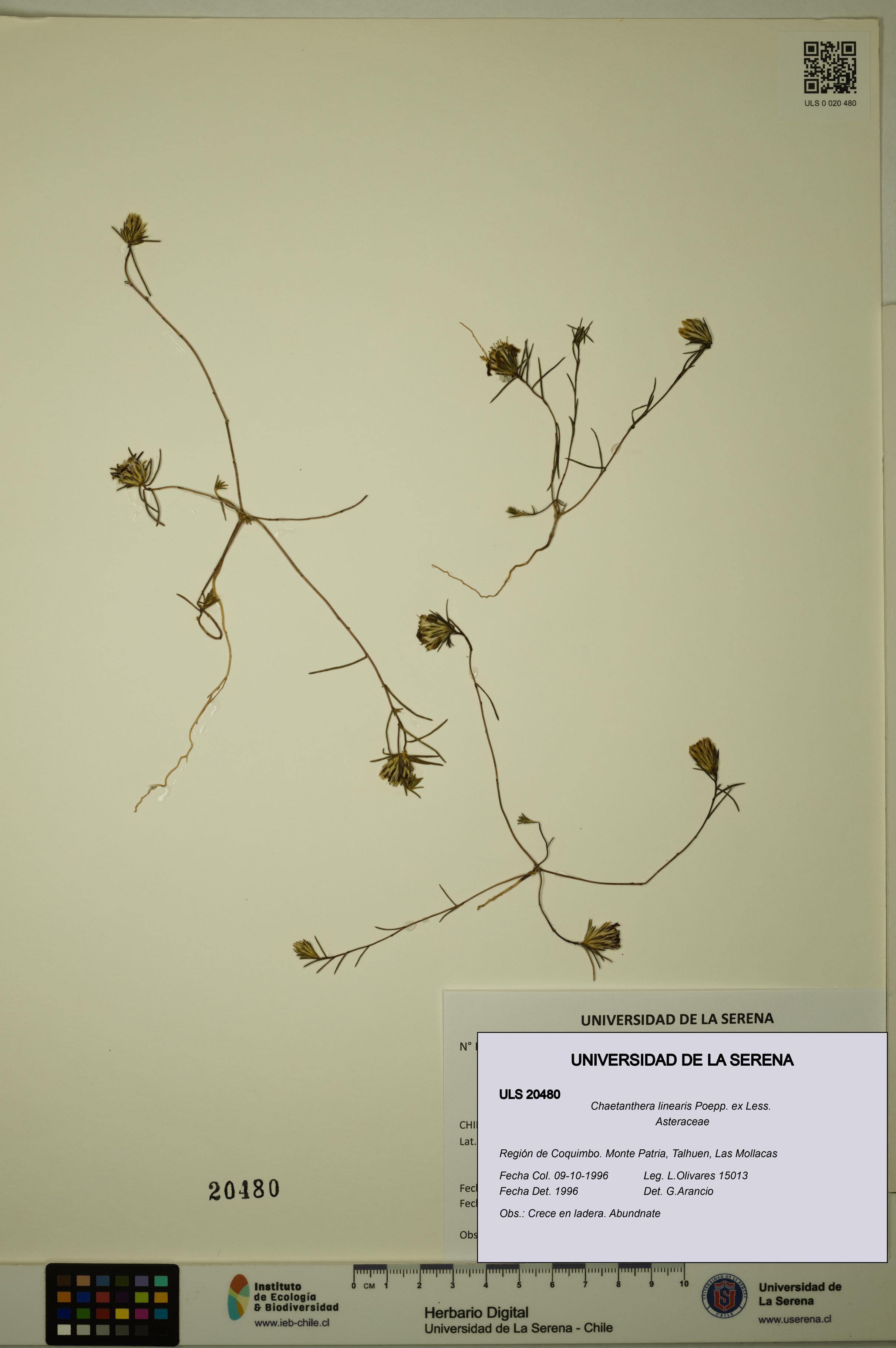 Chaetanthera linearis [Espécimen: ULS:ULS:0020480]