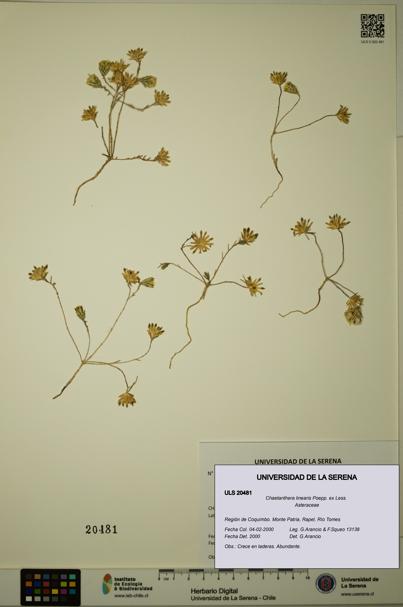 Chaetanthera linearis [Espécimen: ULS:ULS:0020481]