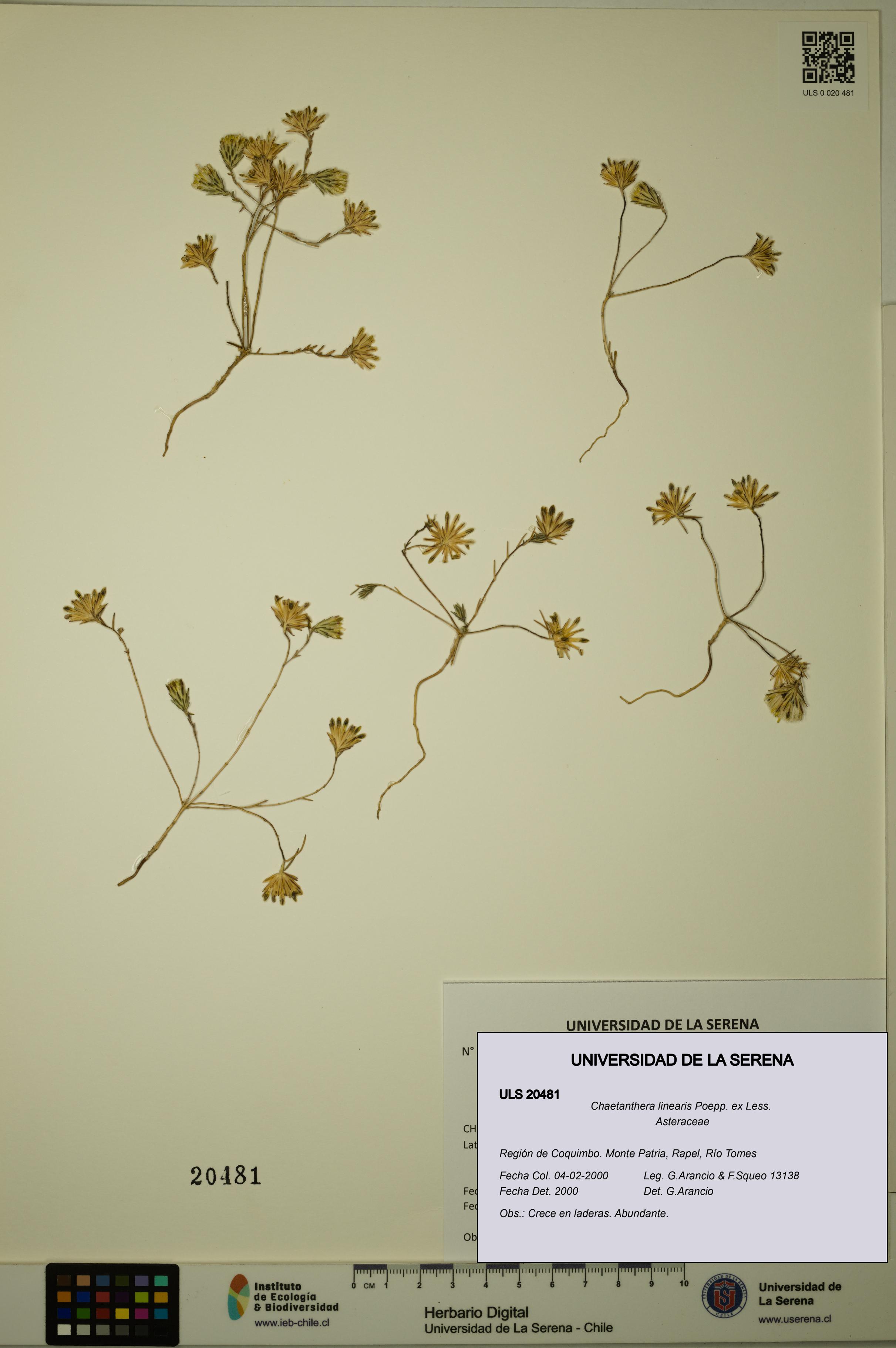 Chaetanthera linearis [Espécimen: ULS:ULS:0020481]