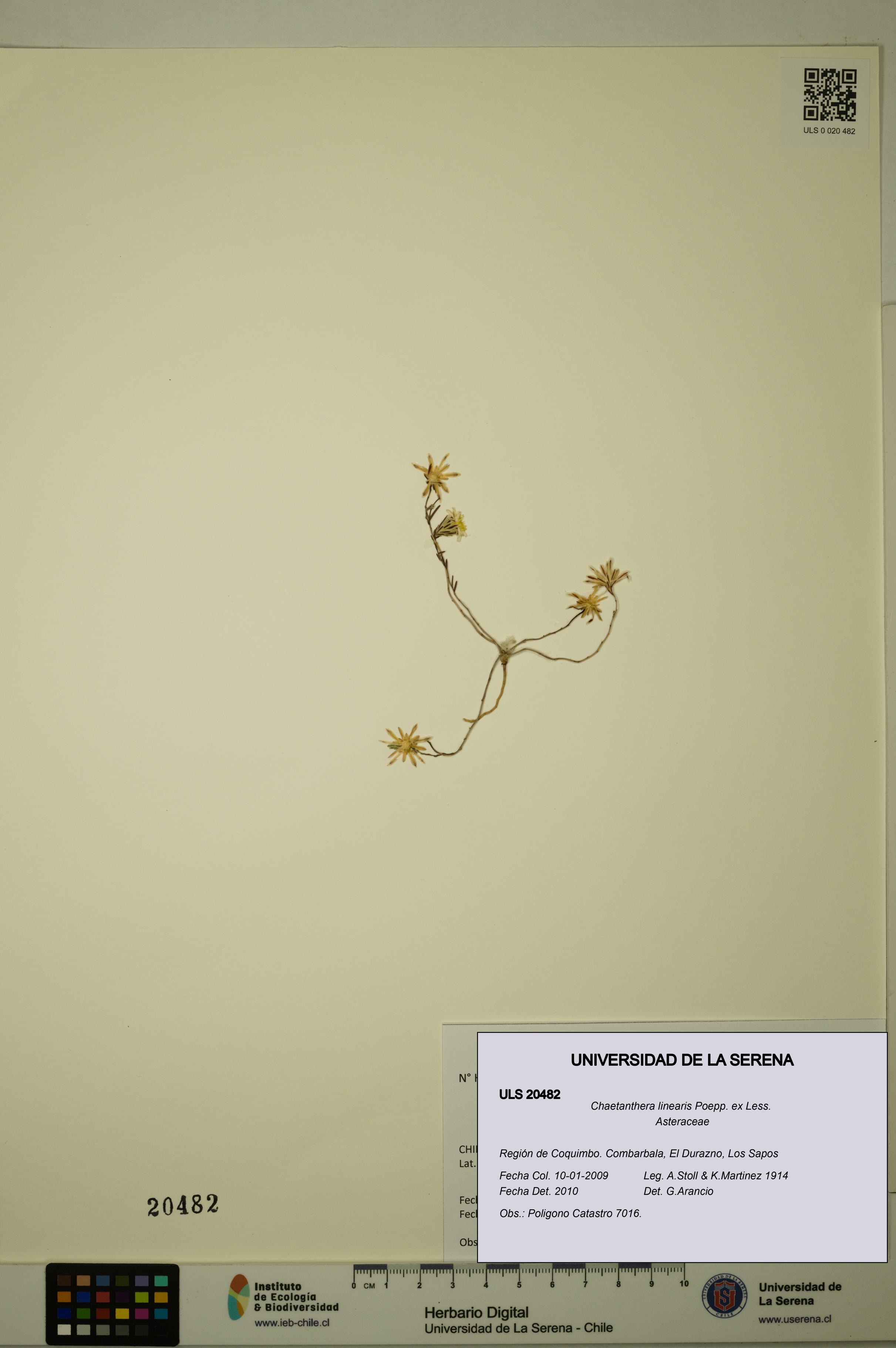 Chaetanthera linearis [Espécimen: ULS:ULS:0020482]