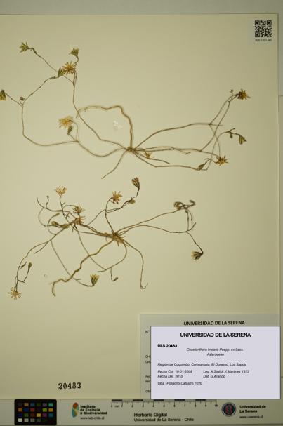 Chaetanthera linearis [Espécimen: ULS:ULS:0020483]