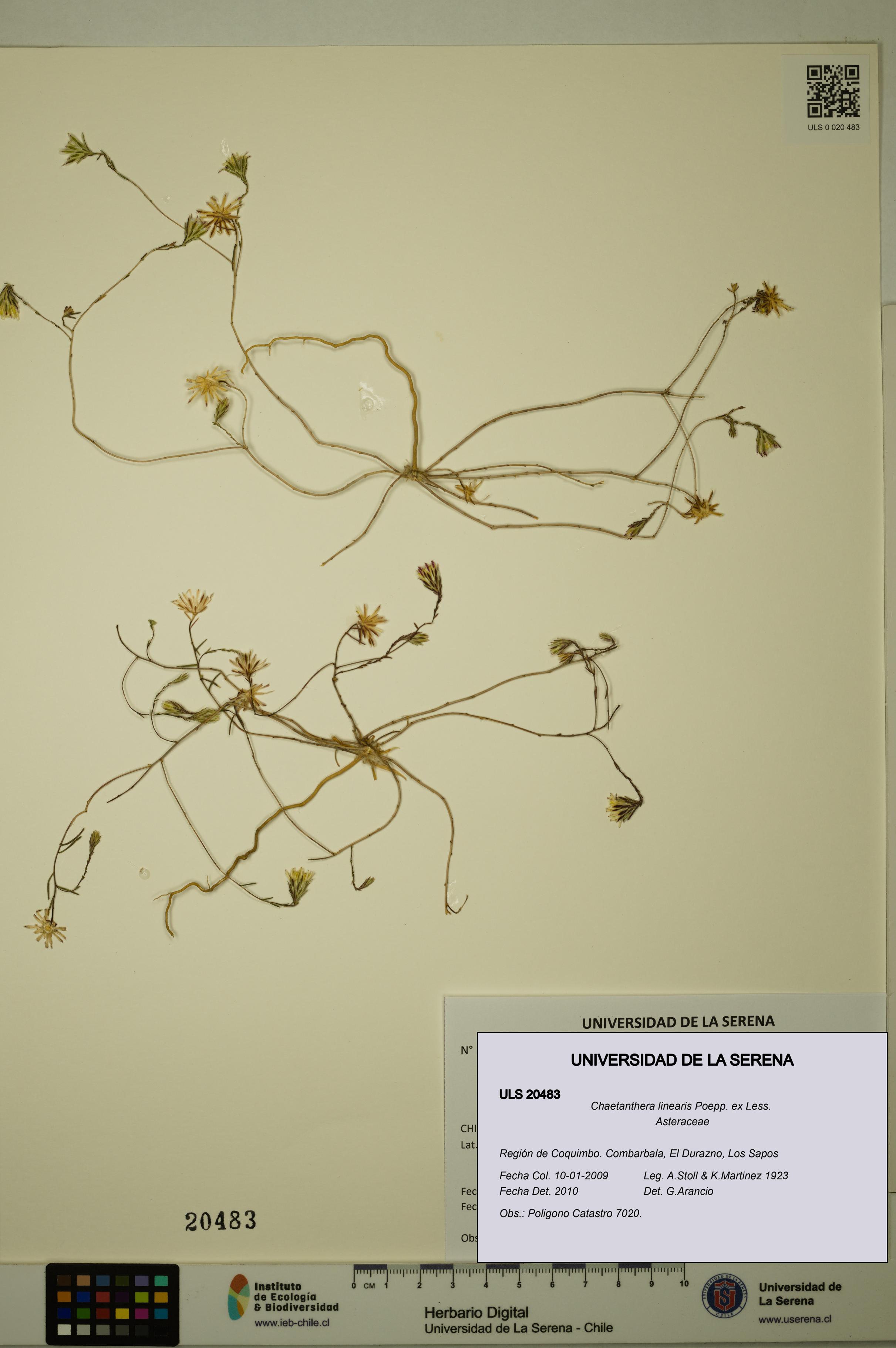 Chaetanthera linearis [Espécimen: ULS:ULS:0020483]