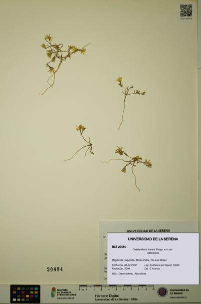 Chaetanthera linearis [Espécimen: ULS:ULS:0020484]