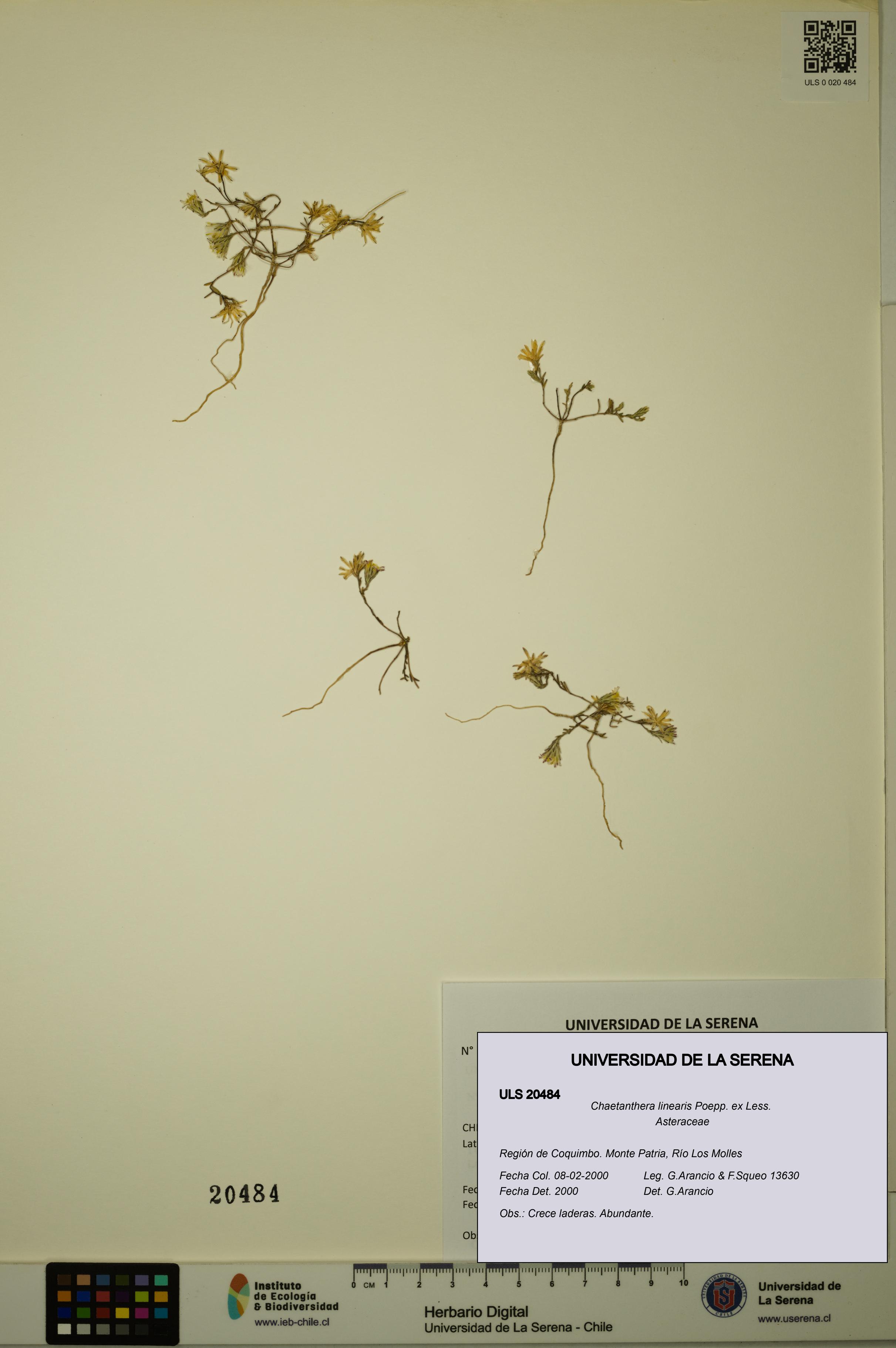 Chaetanthera linearis [Espécimen: ULS:ULS:0020484]