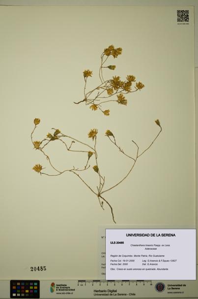 Chaetanthera linearis [Espécimen: ULS:ULS:0020485]