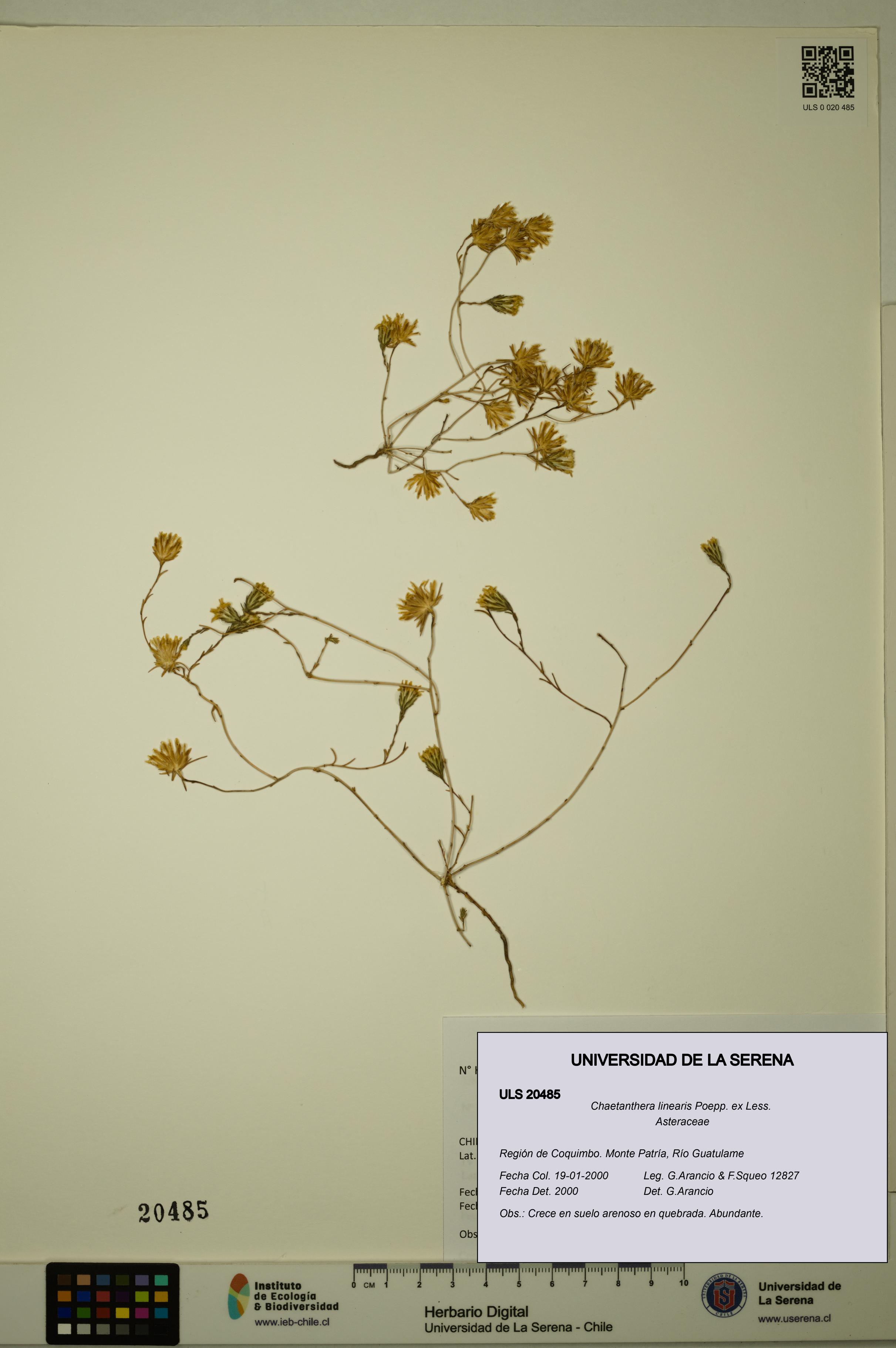 Chaetanthera linearis [Espécimen: ULS:ULS:0020485]