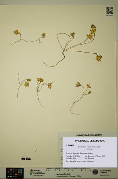 Chaetanthera linearis [Espécimen: ULS:ULS:0020486]
