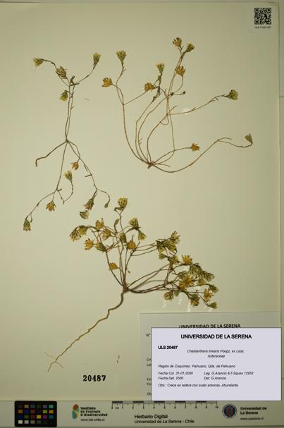 Chaetanthera linearis [Espécimen: ULS:ULS:0020487]