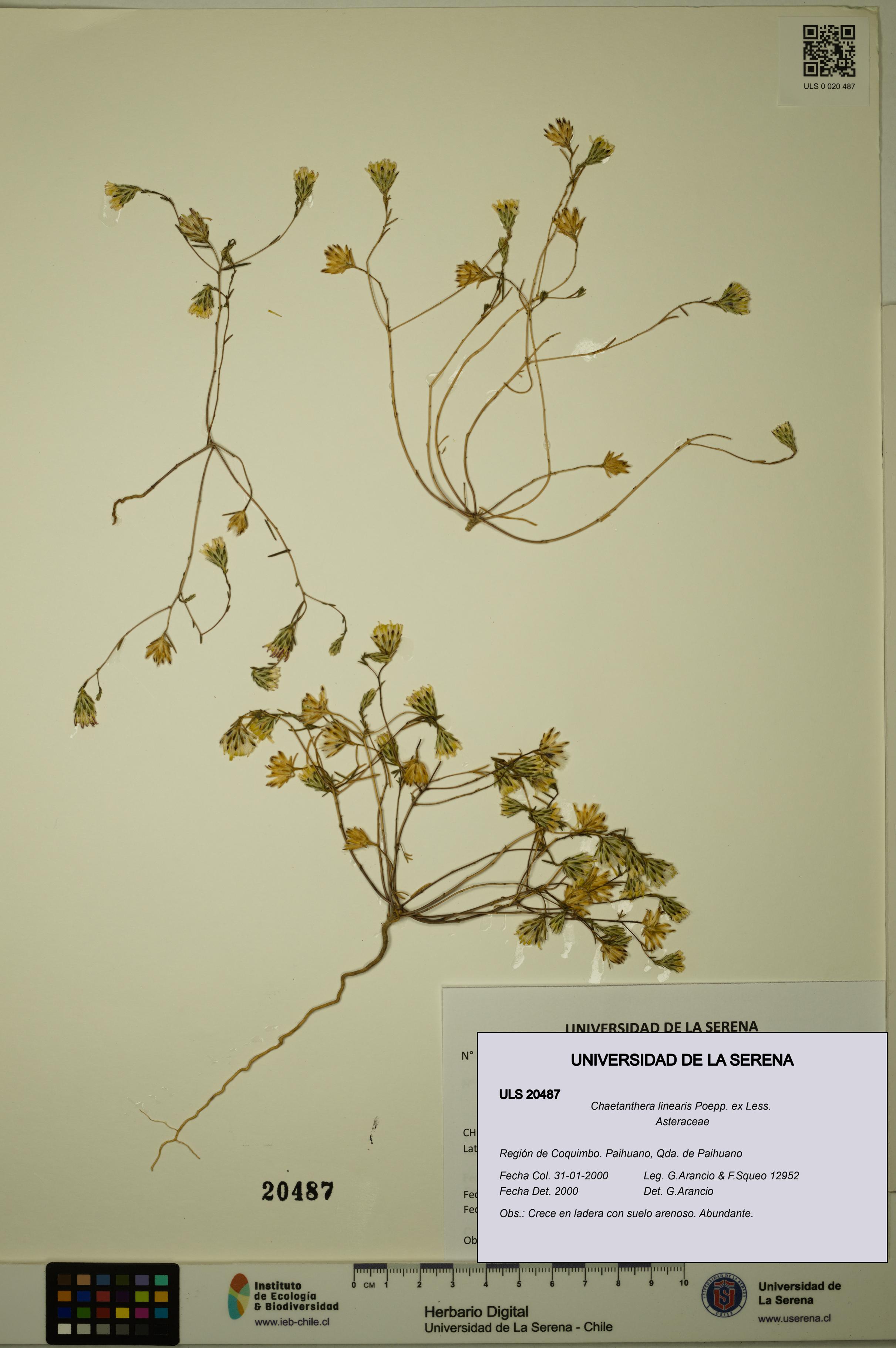 Chaetanthera linearis [Espécimen: ULS:ULS:0020487]