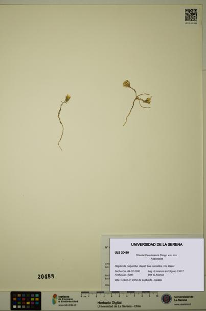 Chaetanthera linearis [Espécimen: ULS:ULS:0020488]