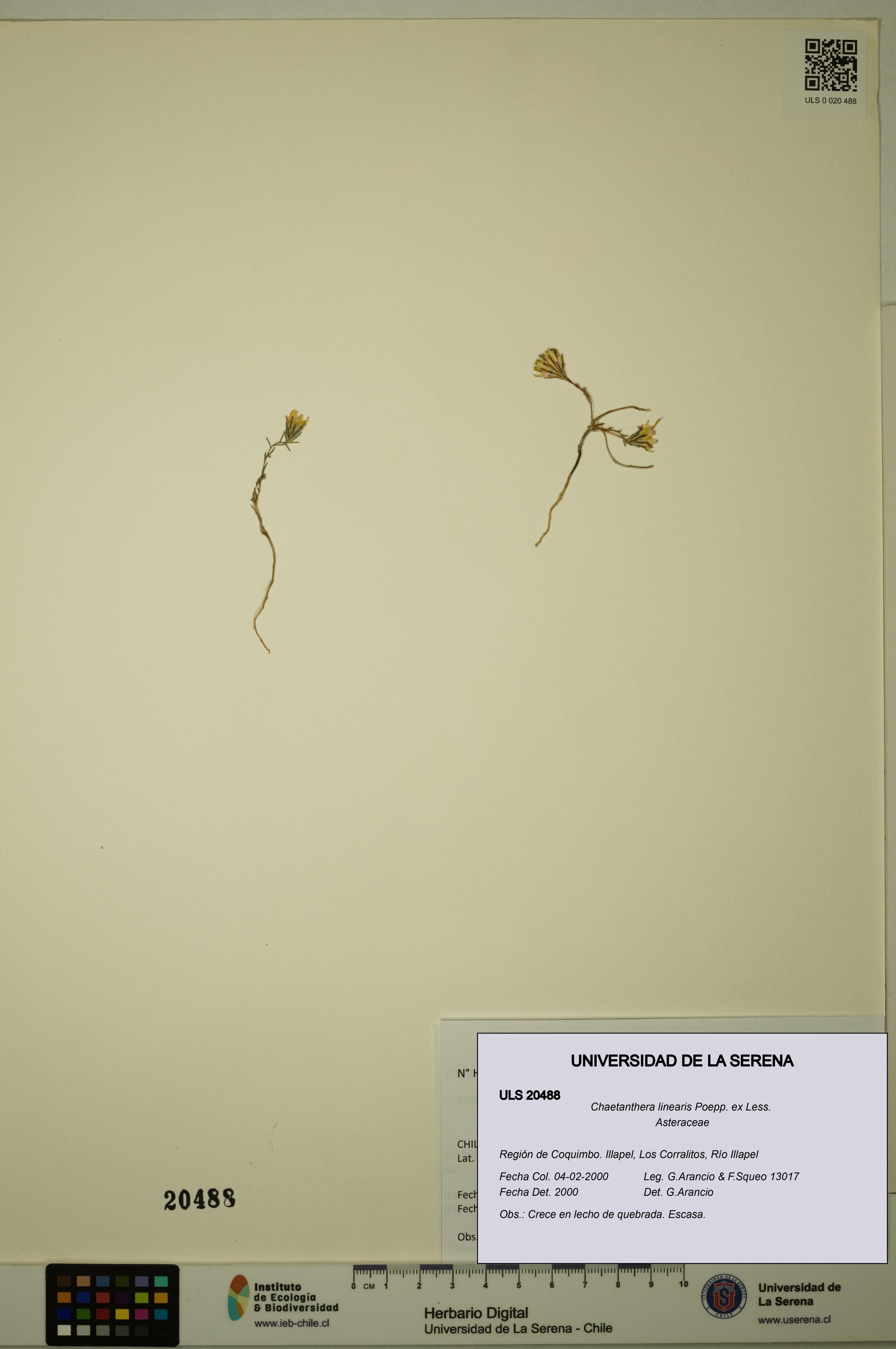Chaetanthera linearis [Espécimen: ULS:ULS:0020488]