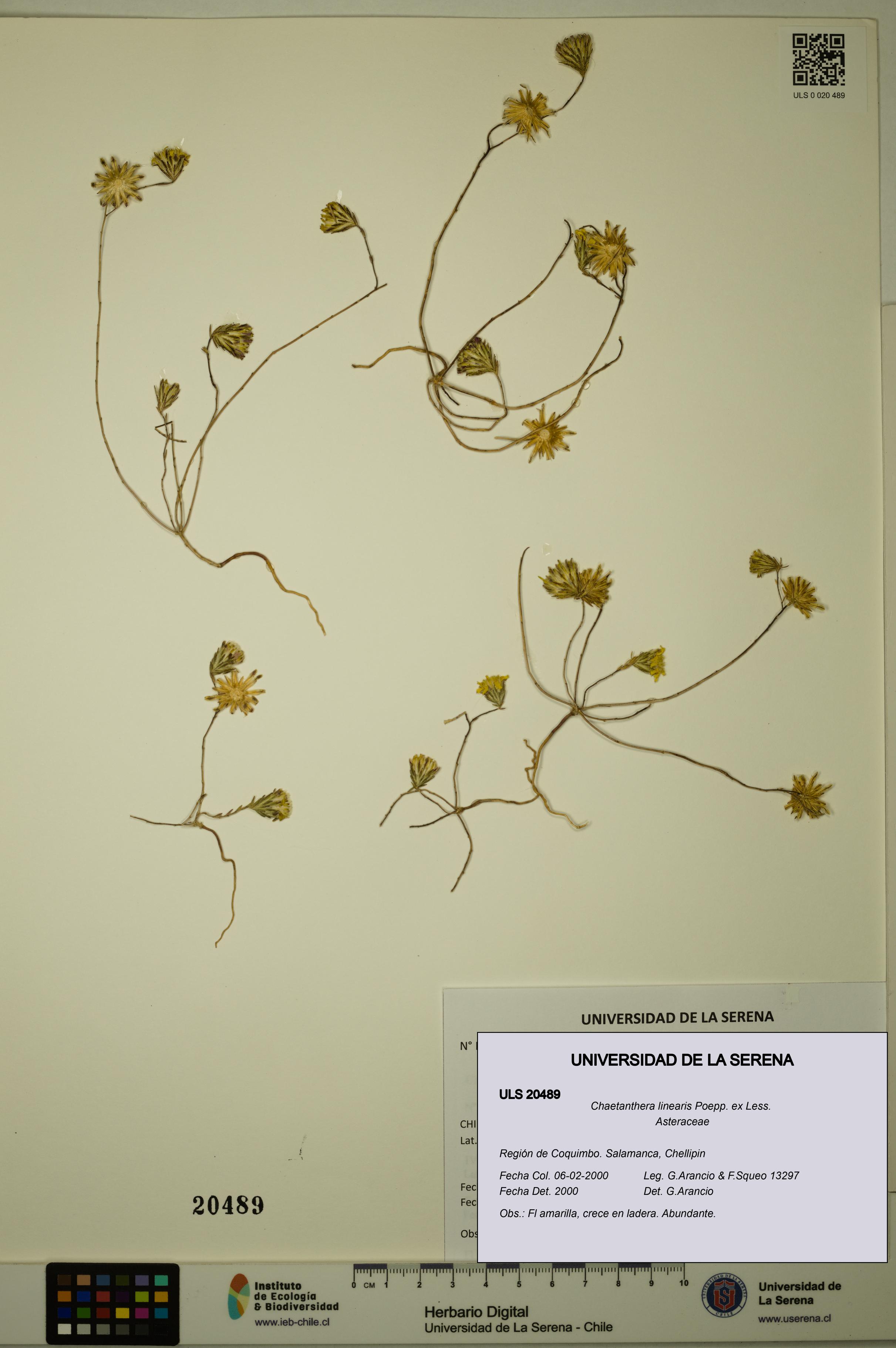 Chaetanthera linearis [Espécimen: ULS:ULS:0020489]