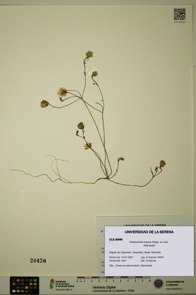 Chaetanthera linearis [Espécimen: ULS:ULS:0020490]