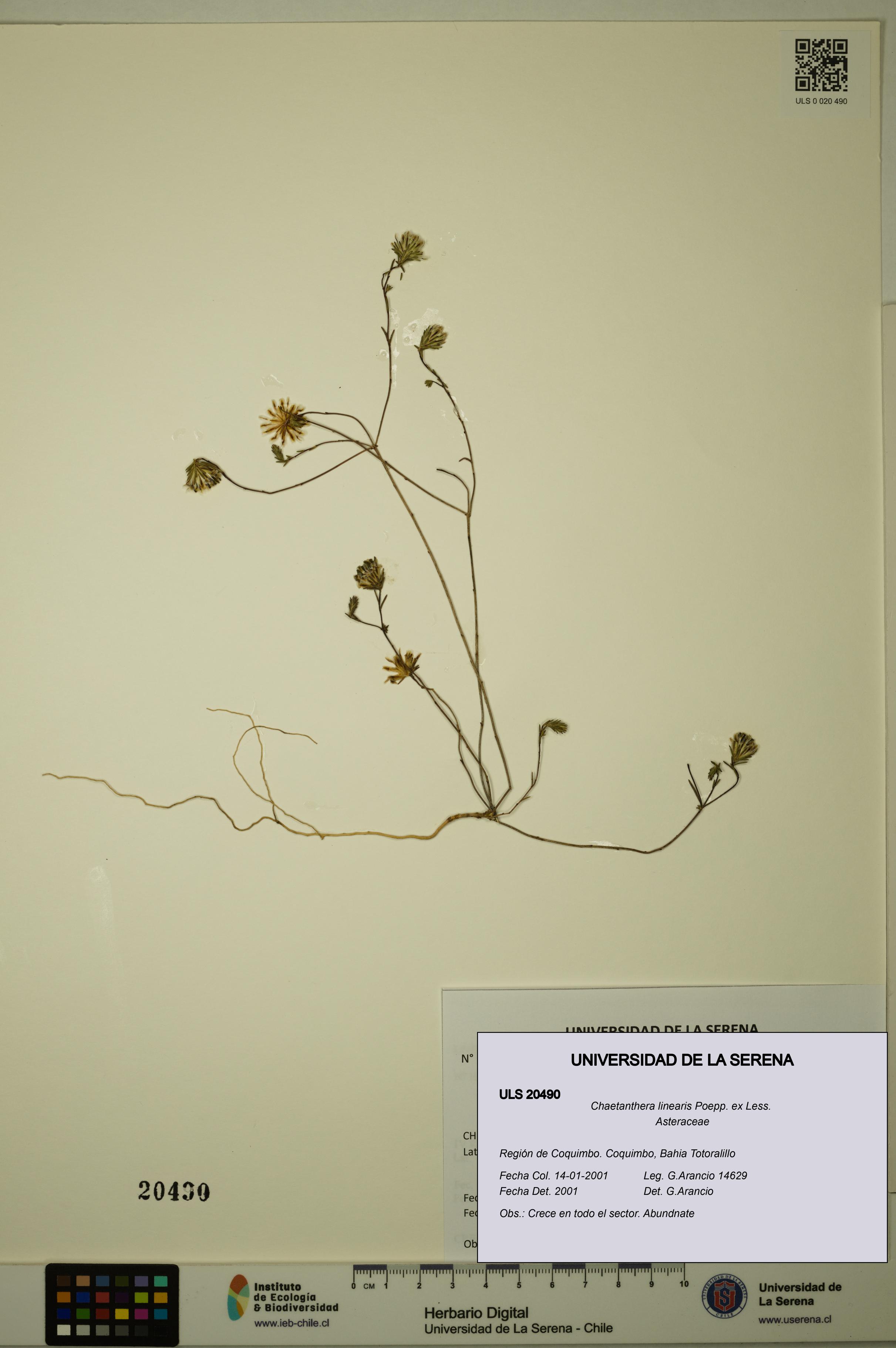 Chaetanthera linearis [Espécimen: ULS:ULS:0020490]