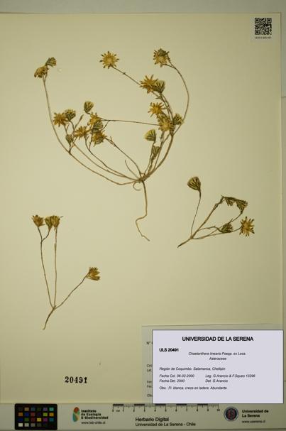 Chaetanthera linearis [Espécimen: ULS:ULS:0020491]