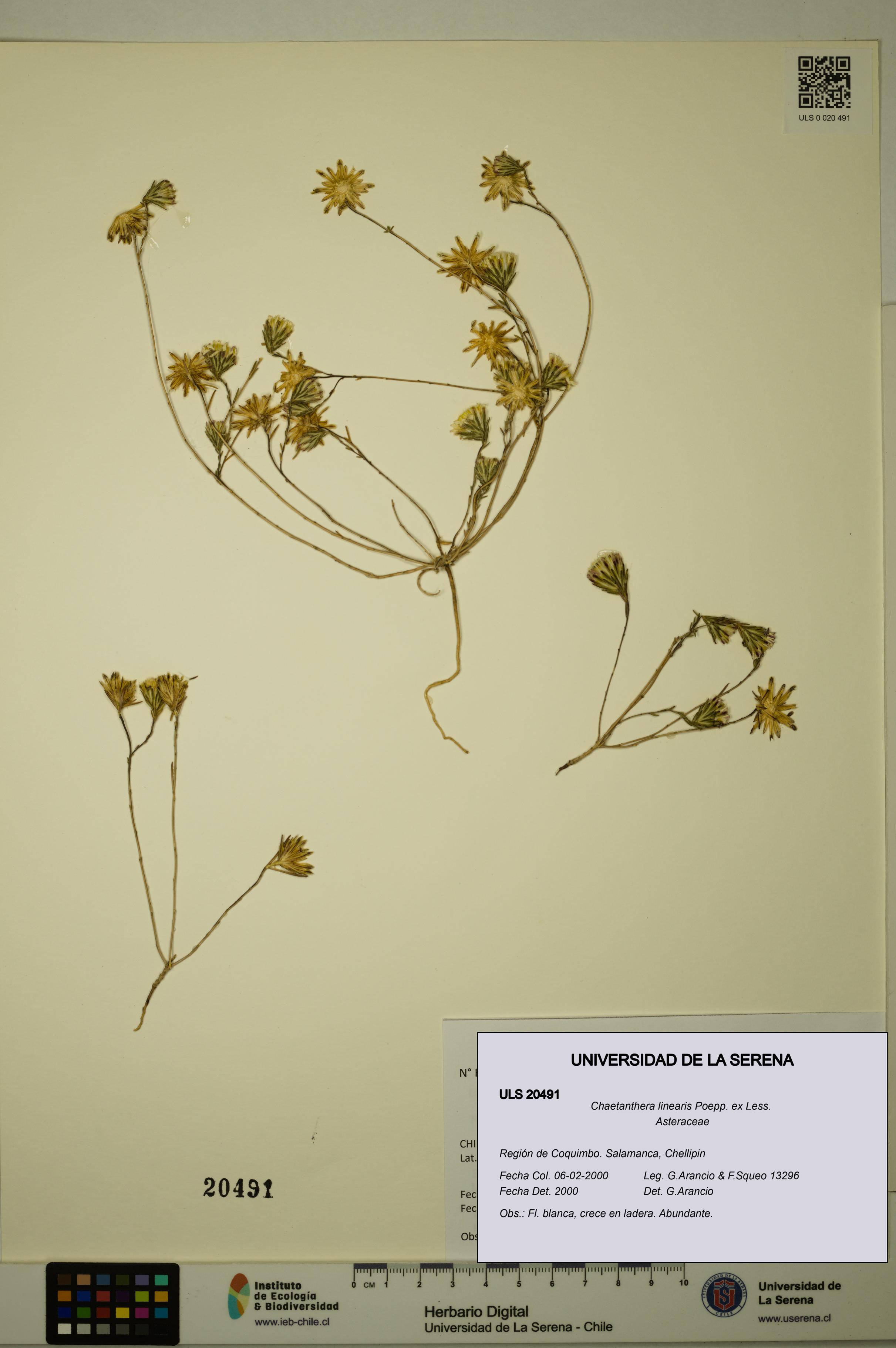 Chaetanthera linearis [Espécimen: ULS:ULS:0020491]