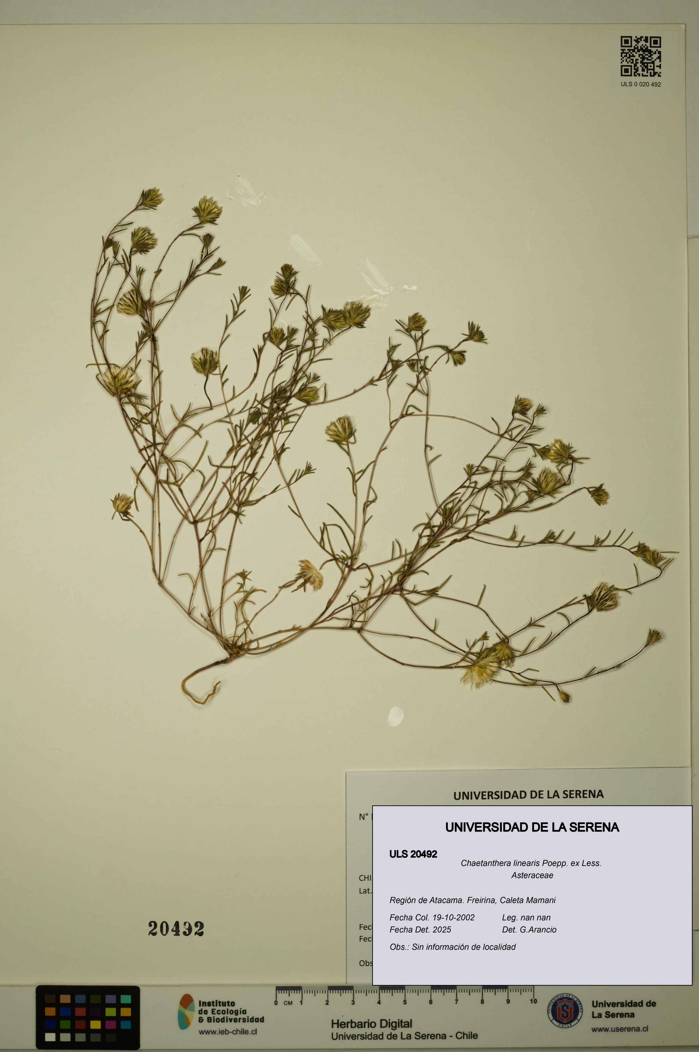 Chaetanthera linearis [Espécimen: ULS:ULS:0020492]