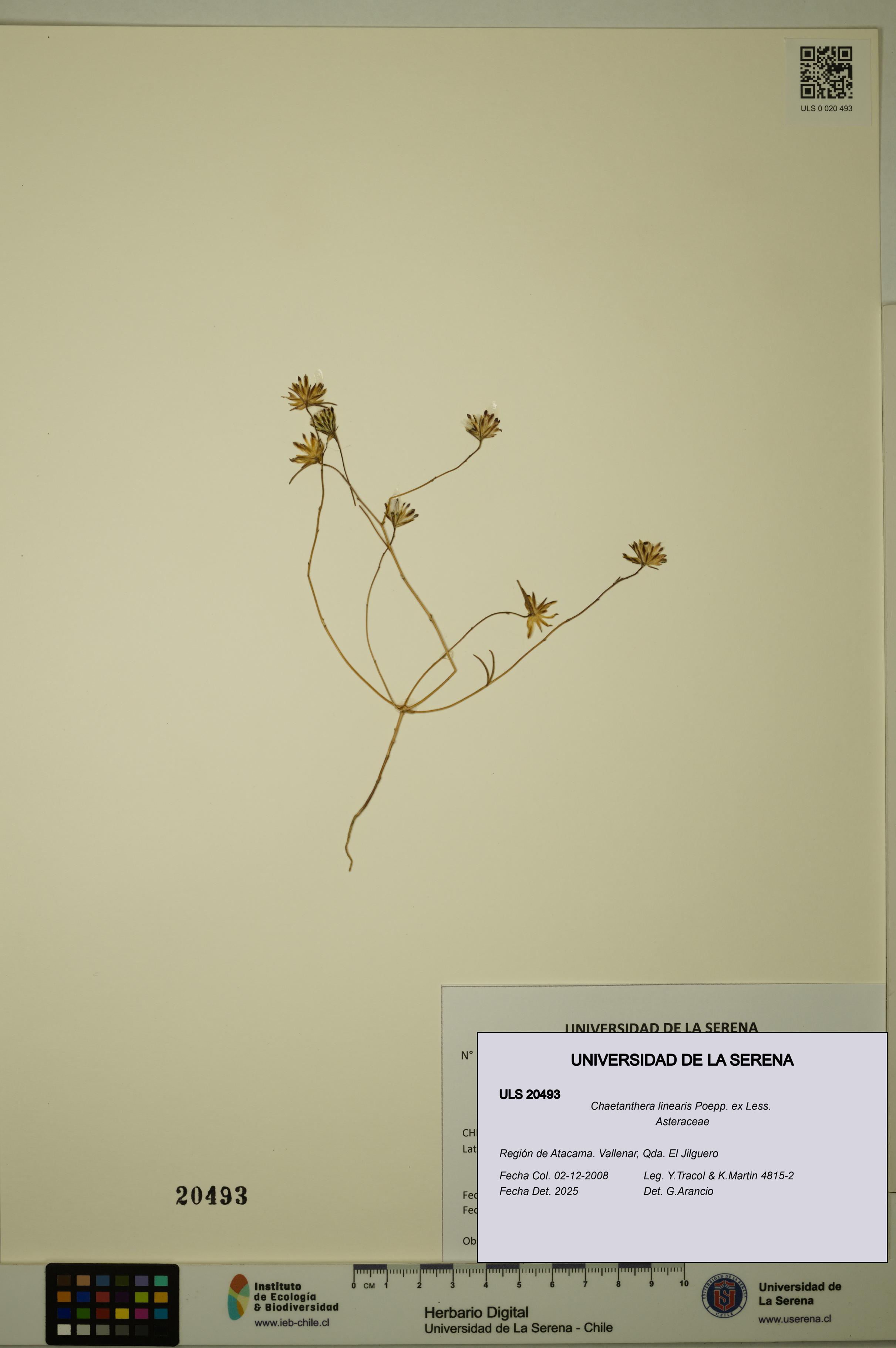 Chaetanthera linearis [Espécimen: ULS:ULS:0020493]