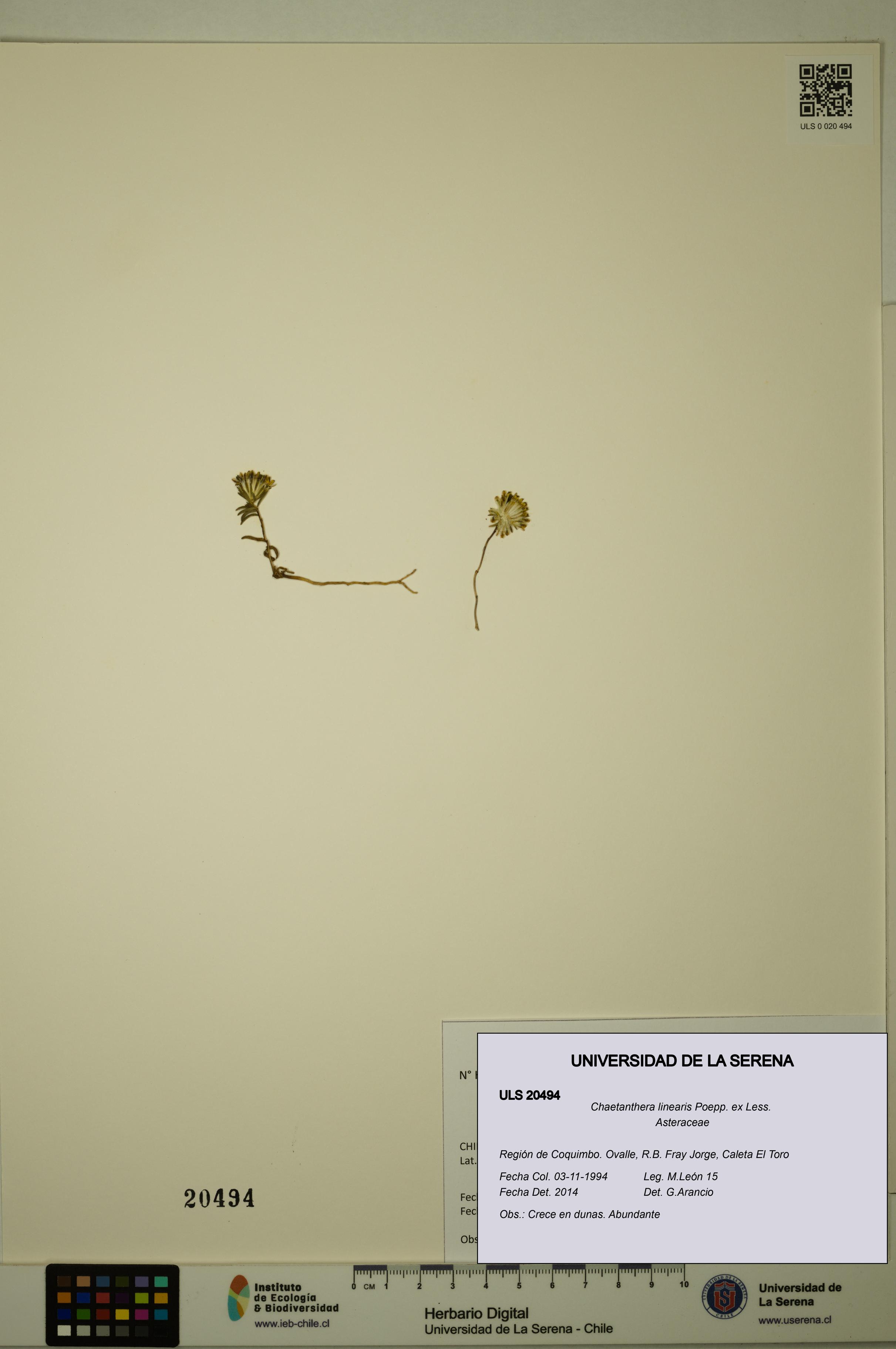 Chaetanthera linearis [Espécimen: ULS:ULS:0020494]