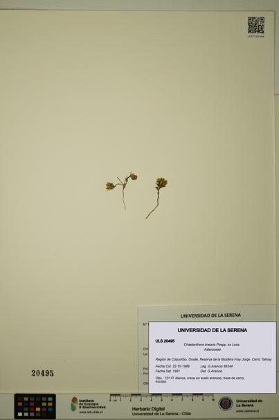 Chaetanthera linearis [Espécimen: ULS:ULS:0020495]