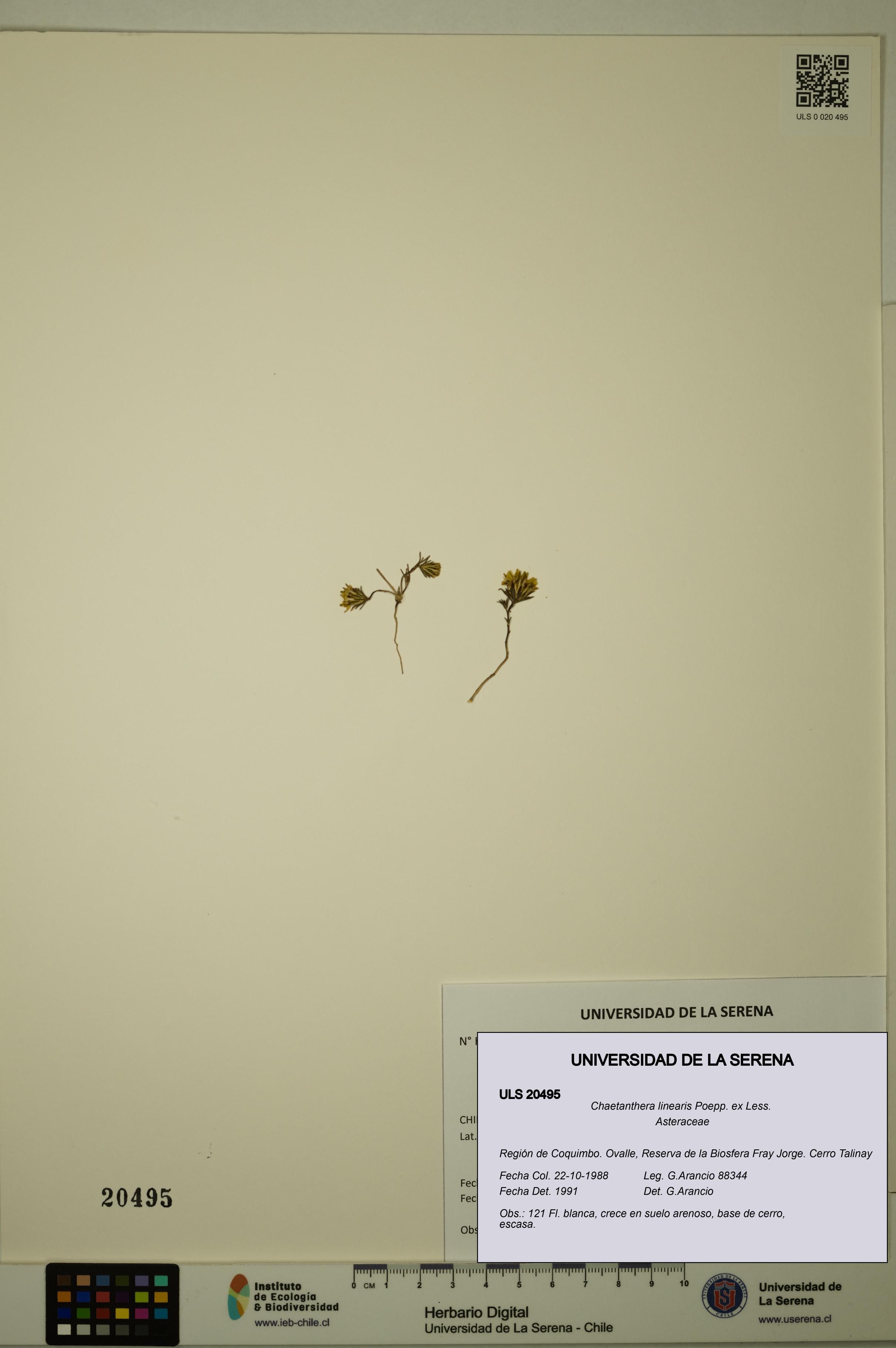 Chaetanthera linearis [Espécimen: ULS:ULS:0020495]