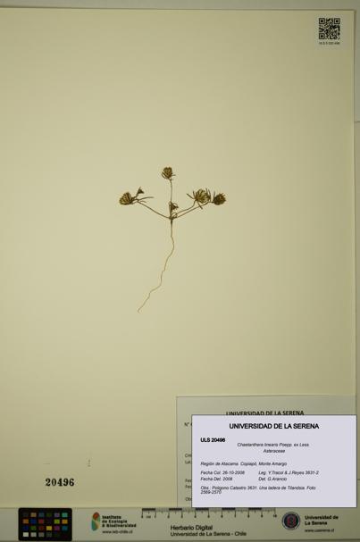 Chaetanthera linearis [Espécimen: ULS:ULS:0020496]