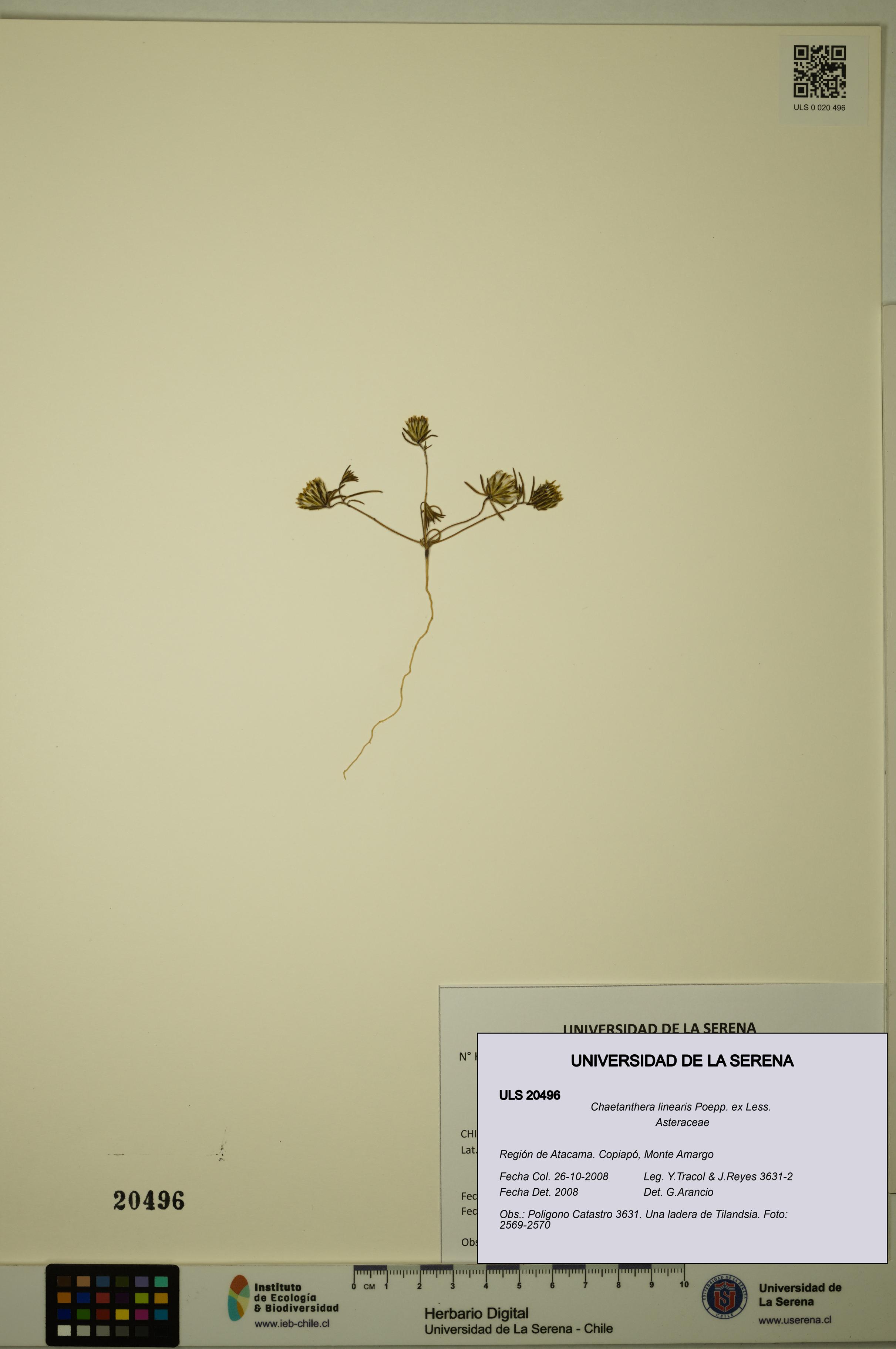 Chaetanthera linearis [Espécimen: ULS:ULS:0020496]