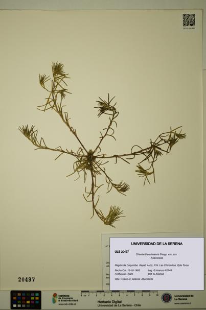 Chaetanthera linearis [Espécimen: ULS:ULS:0020497]