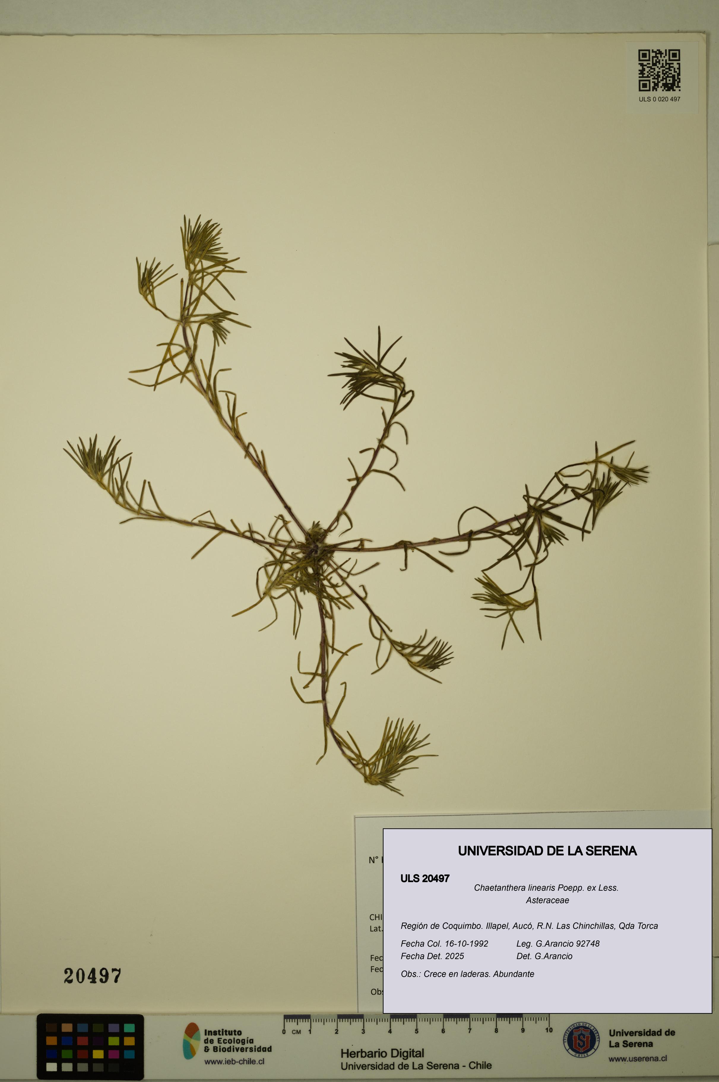 Chaetanthera linearis [Espécimen: ULS:ULS:0020497]